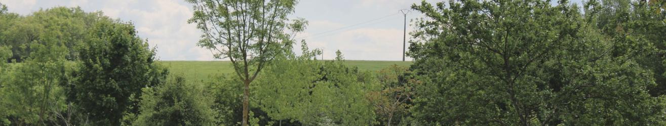 Image d'une parcel agroforestiere