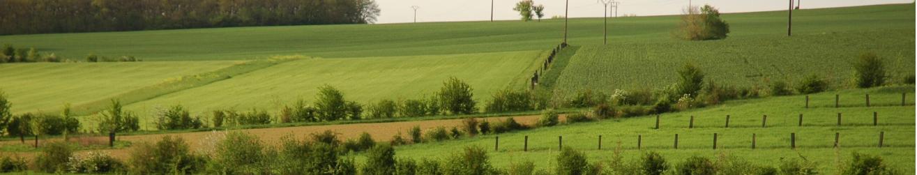 Image d'une parcel agroforestiere