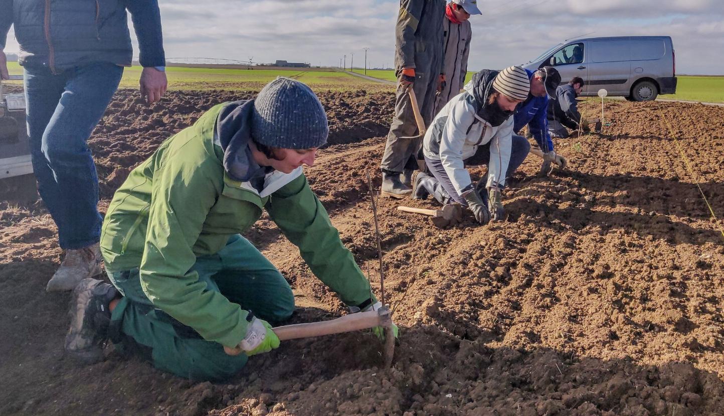 deux agriculteurs en train de planter un arbuste
